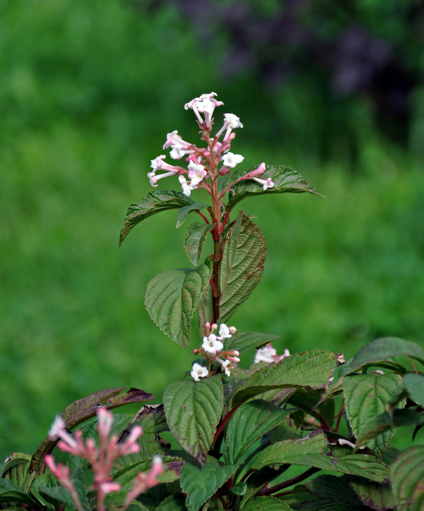 Изображение особи Viburnum farreri.