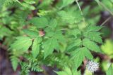 Actaea spicata