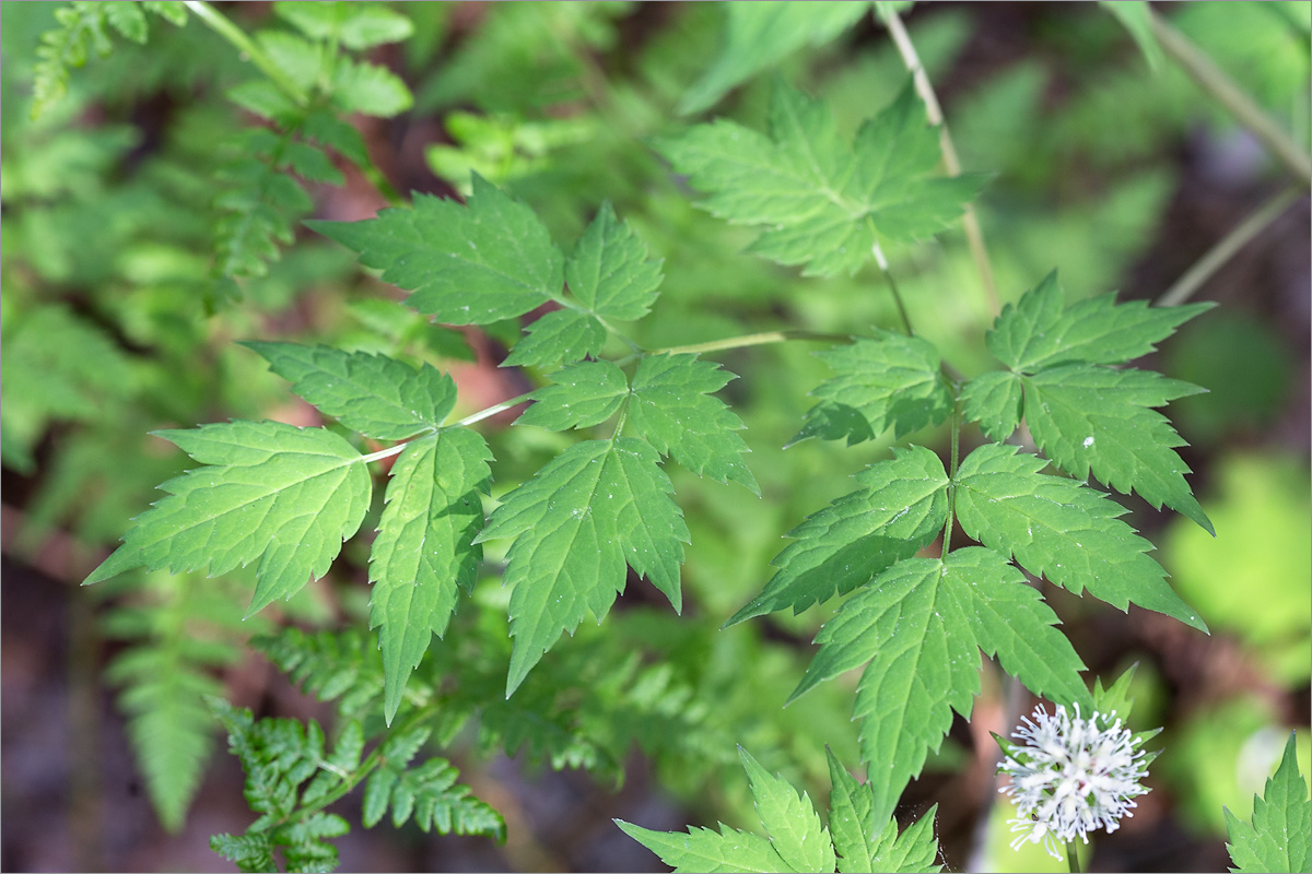 Image of Actaea spicata specimen.