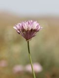 Allium griffithianum