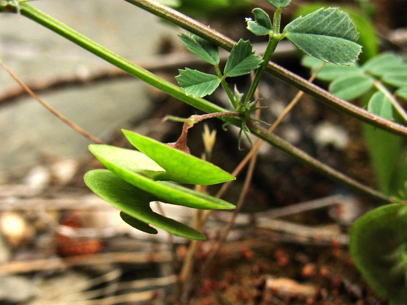 Image of Medicago orbicularis specimen.