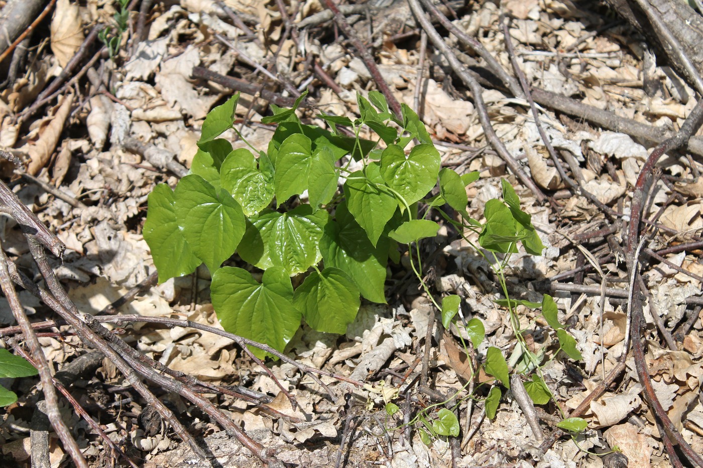 Image of Tamus communis specimen.