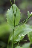 Arabis montbretiana