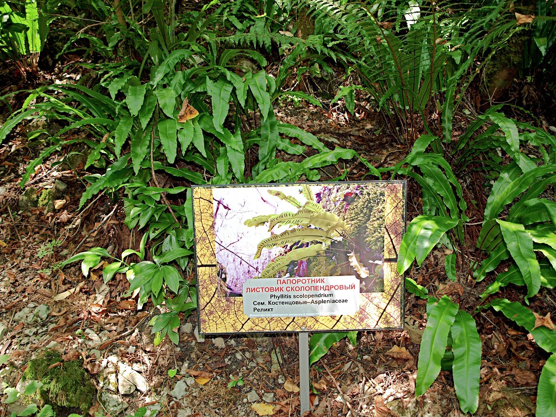 Image of Phyllitis scolopendrium specimen.