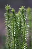 Lycopodium annotinum. Вегетативные побеги. Карельский перешеек, окр. Сертолово, в еловом лесу. 10.05.2020.