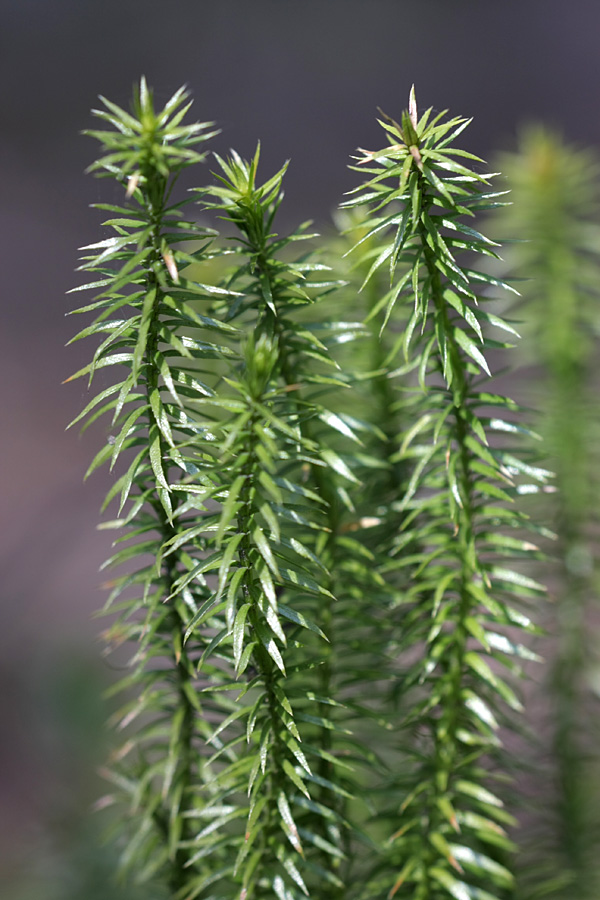 Изображение особи Lycopodium annotinum.