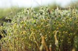 Alyssum turkestanicum разновидность desertorum. Цветущие растения. Окраина г. Донецк, склон степной балки. 25.04.2021.
