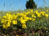 Linum tauricum