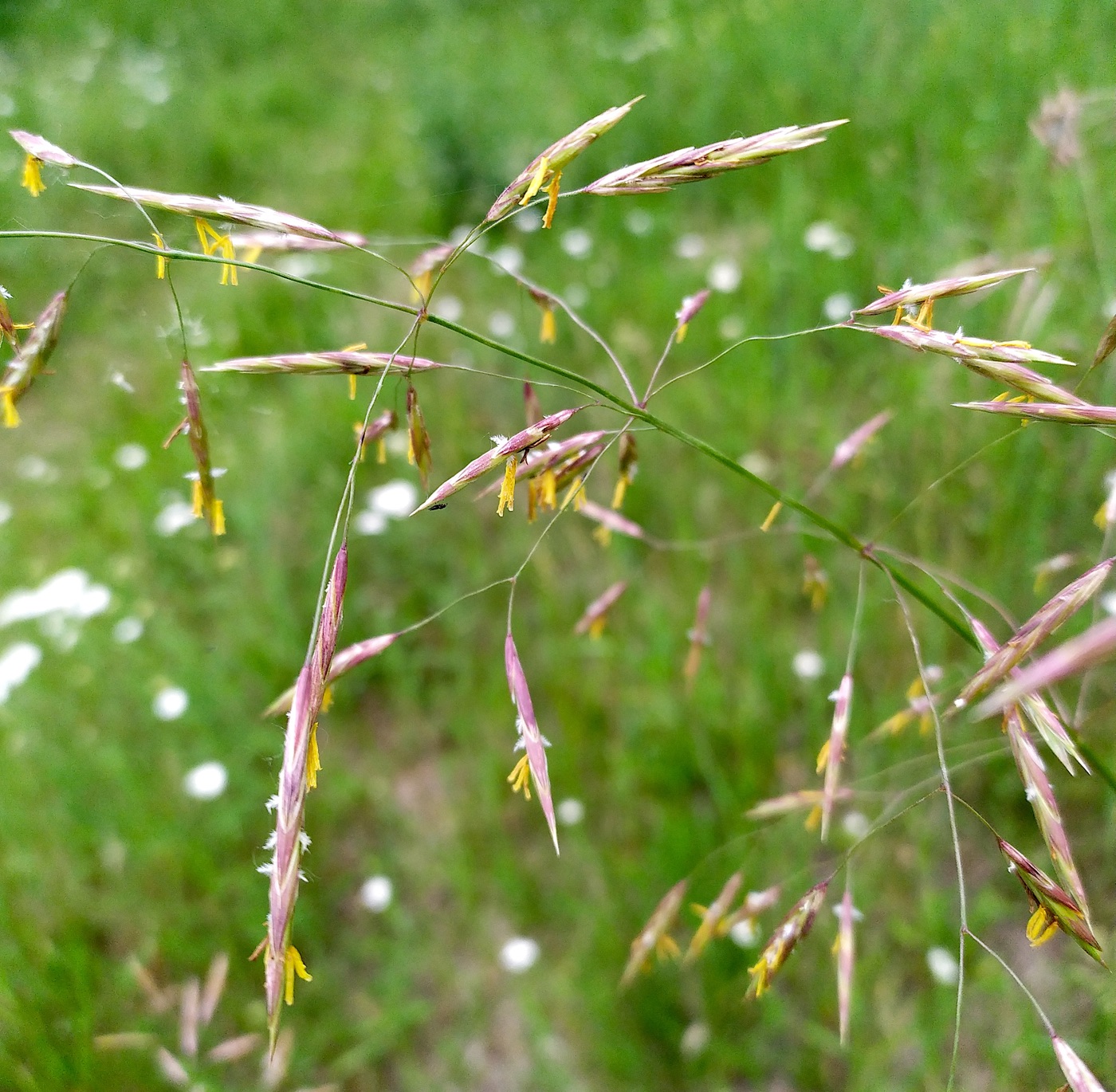 Изображение особи Bromopsis inermis.