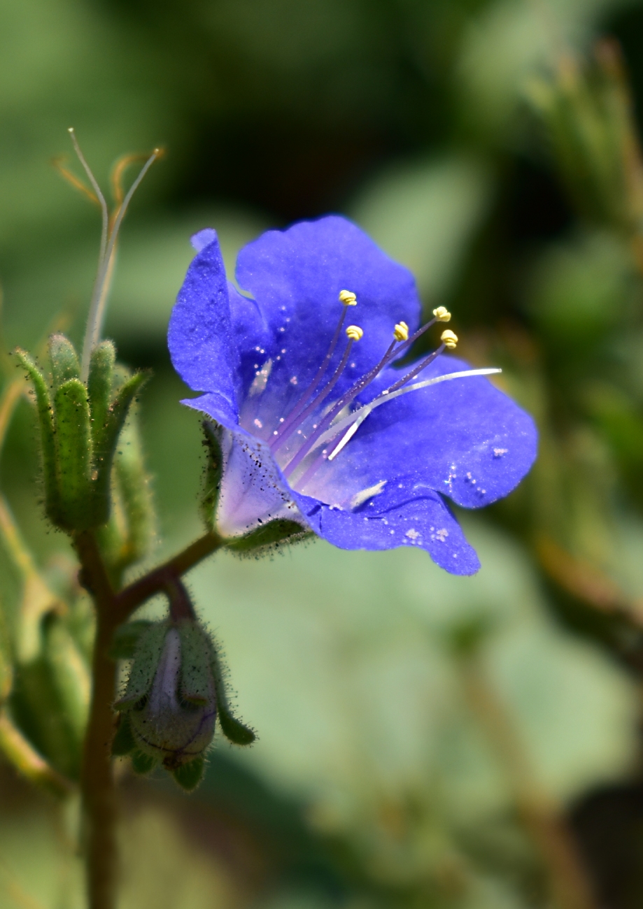 Изображение особи Phacelia campanularia.