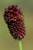 Sanguisorba officinalis