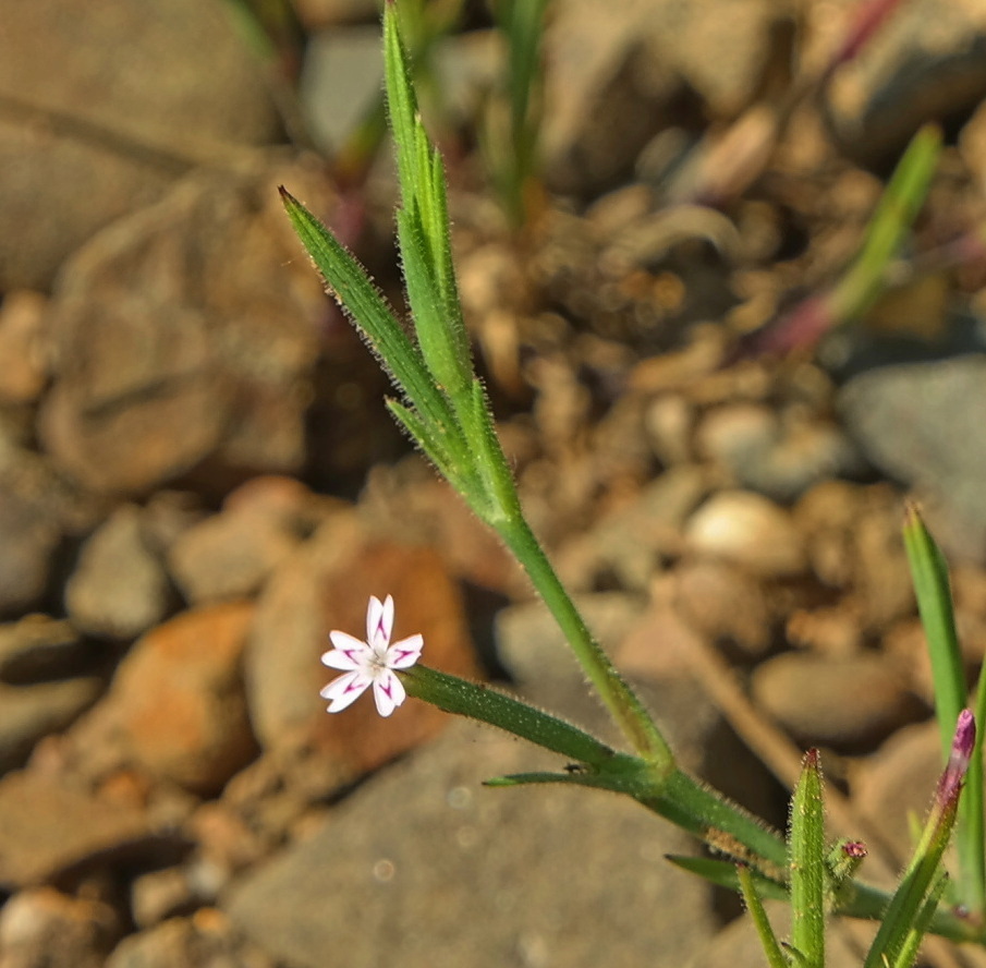 Image of Velezia rigida specimen.