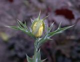 Argemone ochroleuca