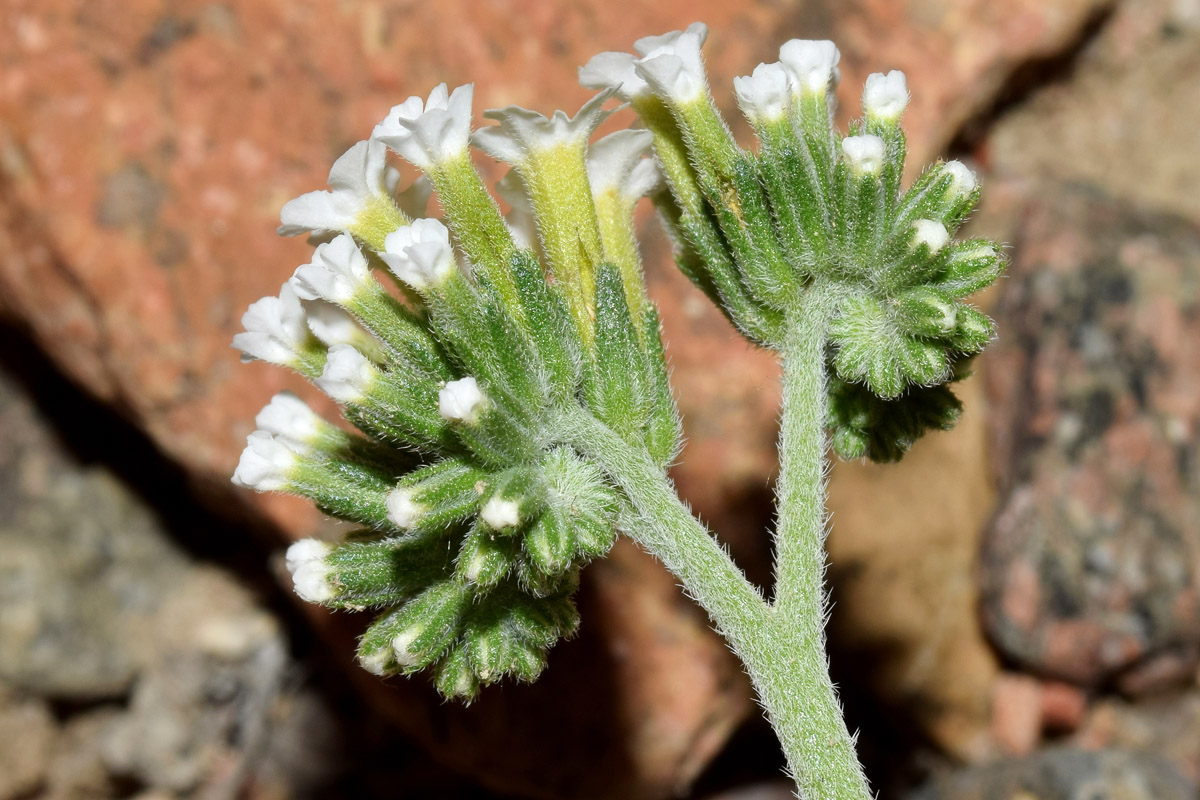 Изображение особи Heliotropium olgae.