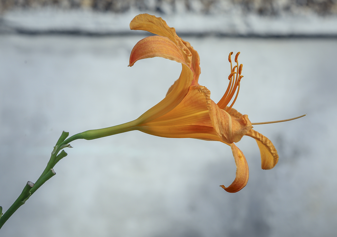 Image of Hemerocallis &times; hybrida specimen.