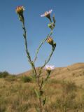 Image of taxon representative. Author is Владимир Колбинцев