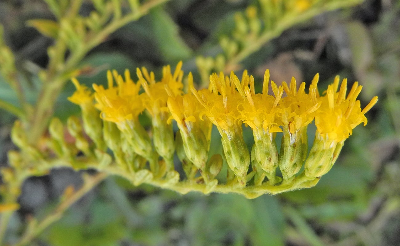 Изображение особи Solidago rugosa.