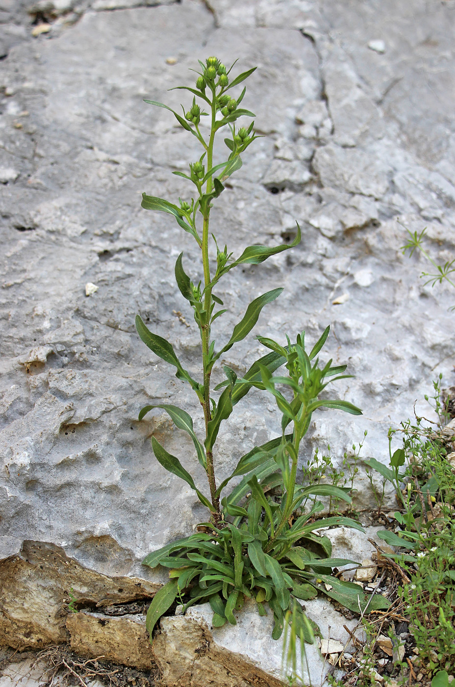 Изображение особи род Erigeron.