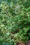 Aconogonon alpinum. Цветущее растение в низкогорном смешанном закустаренном лесу на высоте около 600 м н.у.м. Республика Алтай, Чемальский р-н. 20.06.2010.