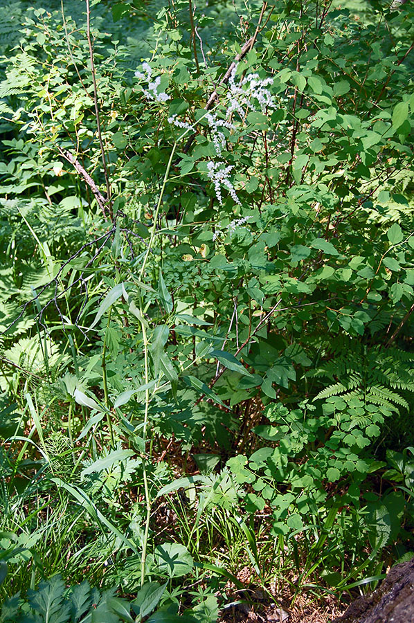 Изображение особи Aconogonon alpinum.