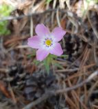 Phlox sibirica