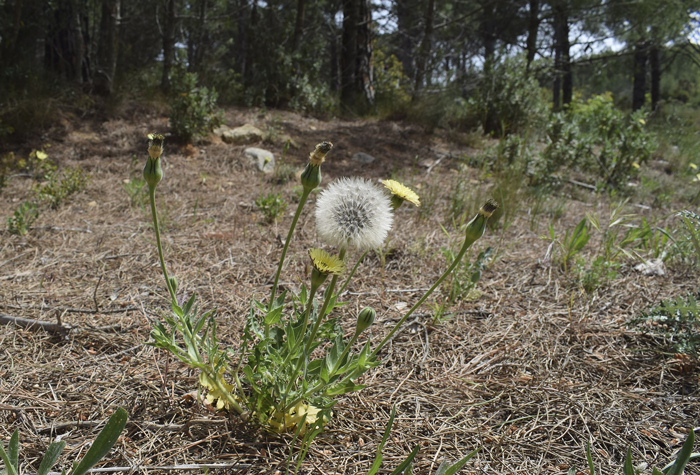 Изображение особи Urospermum dalechampii.