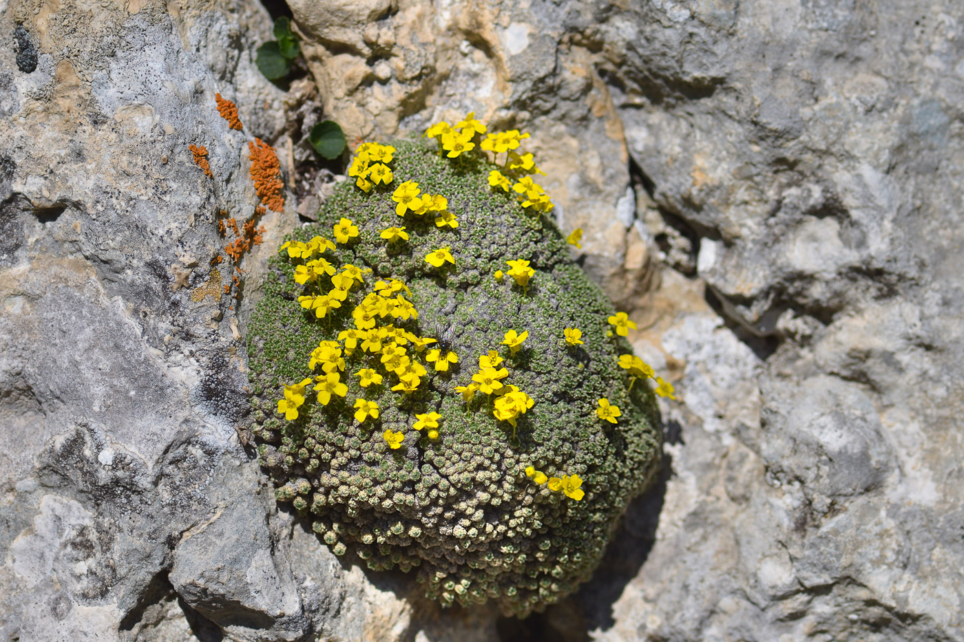 Image of Draba bryoides specimen.