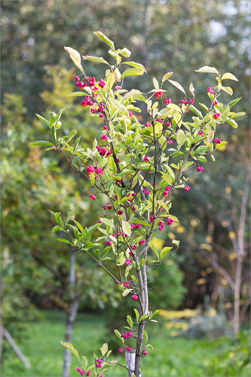 Изображение особи Euonymus europaeus.