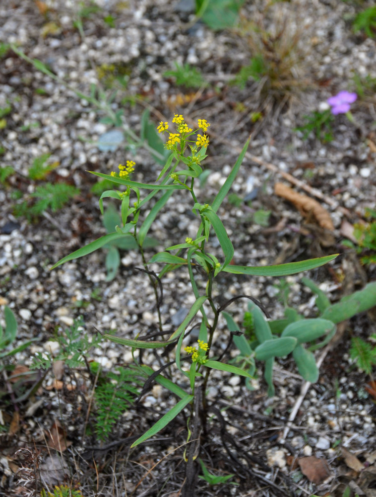 Изображение особи Bupleurum komarovianum.