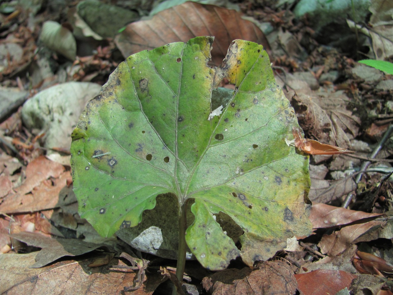 Изображение особи Pachyphragma macrophyllum.