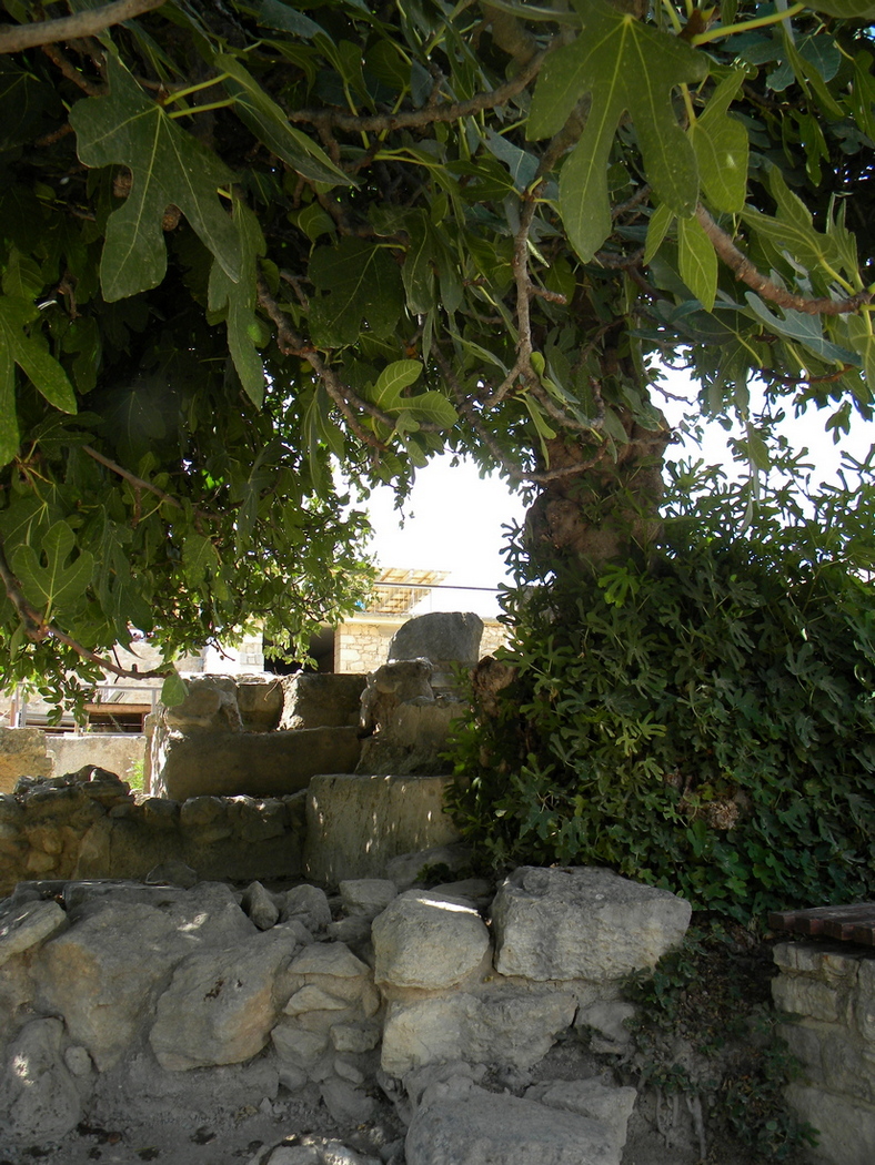 Image of Ficus carica specimen.