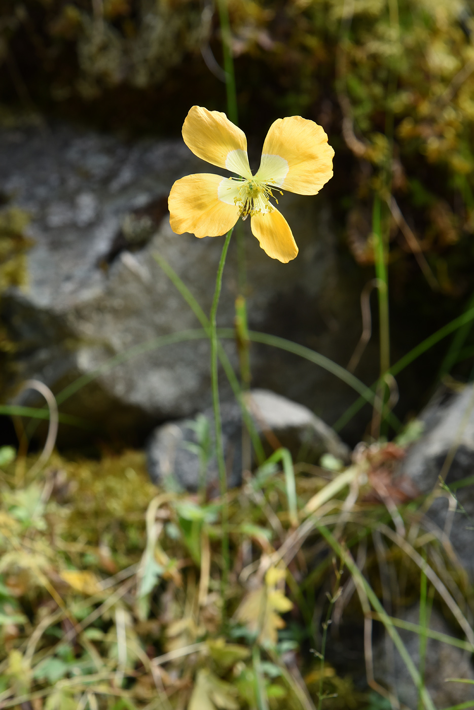 Image of Papaver croceum specimen.