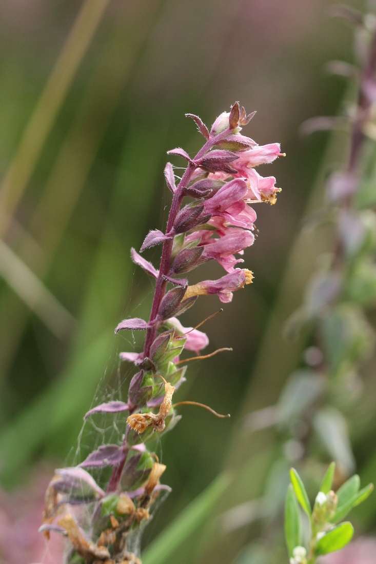 Изображение особи Odontites vulgaris.