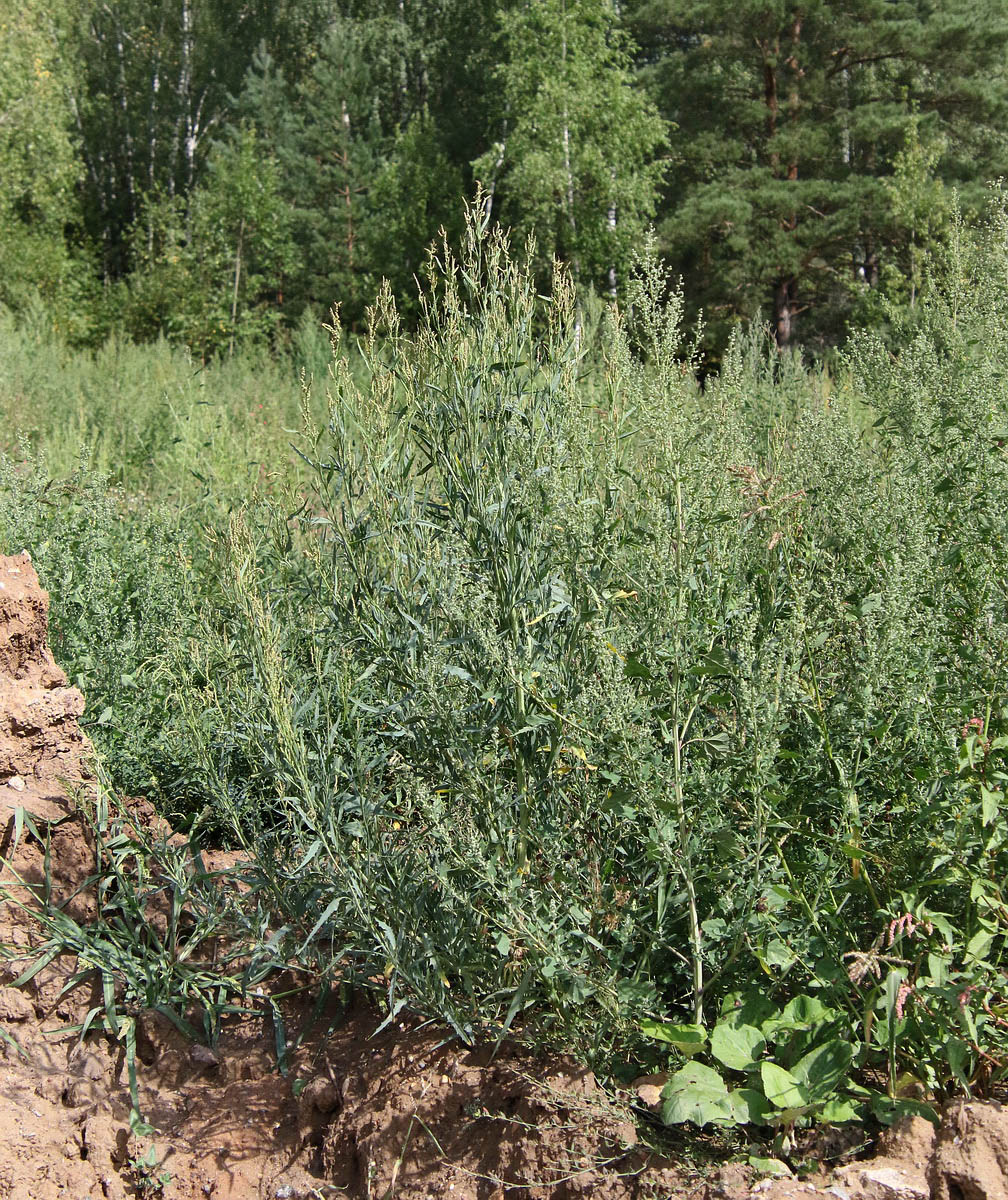 Image of Atriplex laevis specimen.