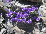 Campanula saxifraga