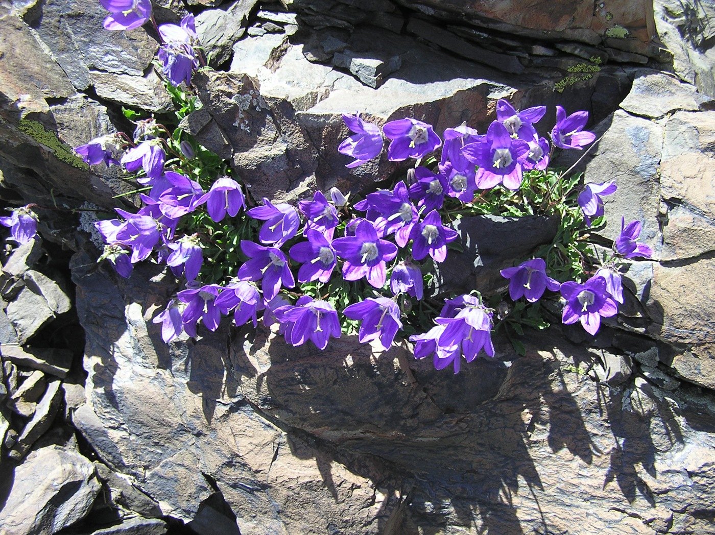 Image of Campanula saxifraga specimen.