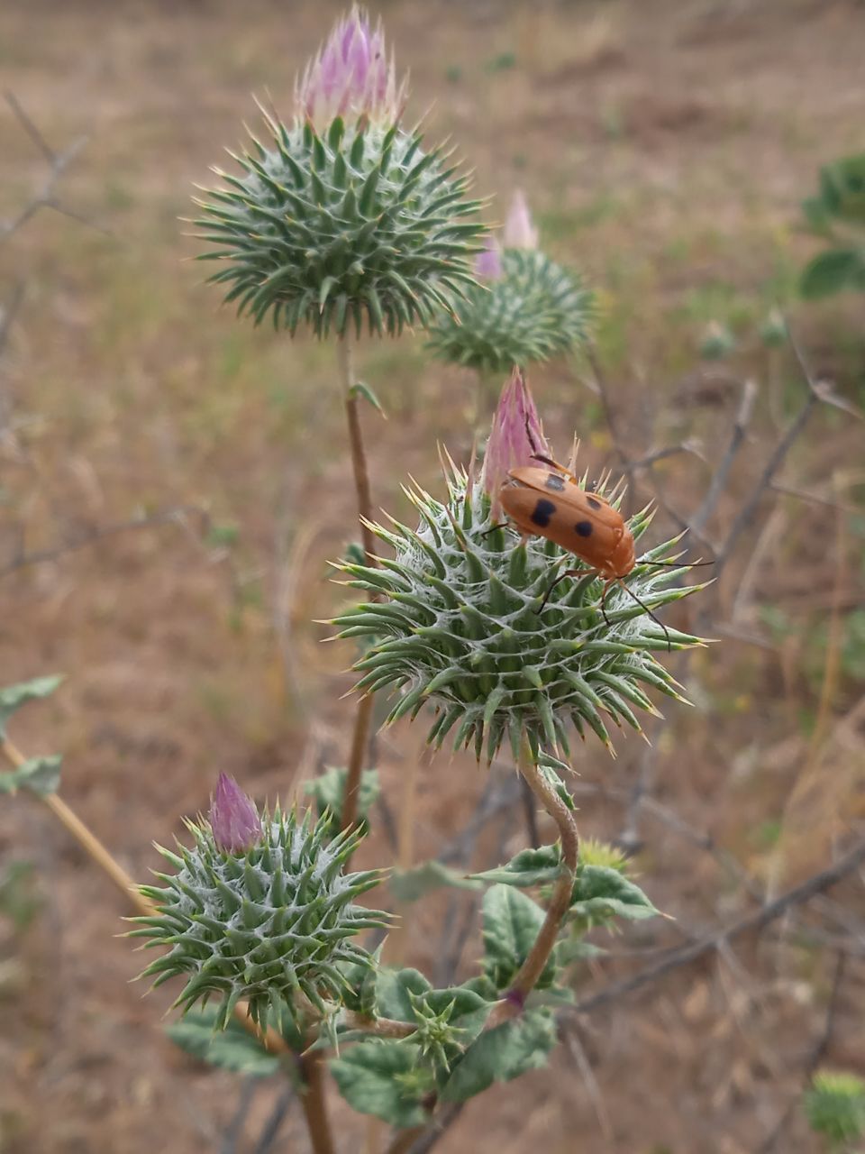 Изображение особи Cousinia coronata.