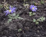 Anemone caucasica