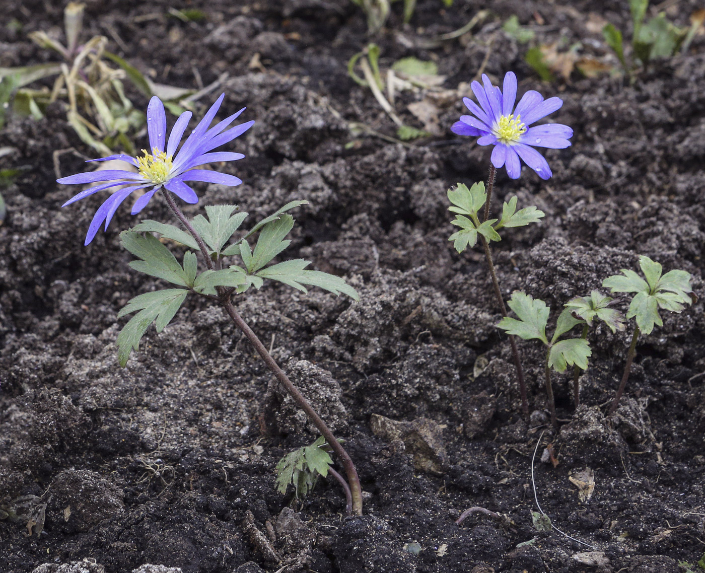 Image of Anemone caucasica specimen.