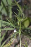 Vicia bithynica