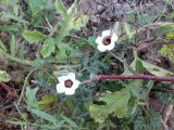 Hibiscus trionum