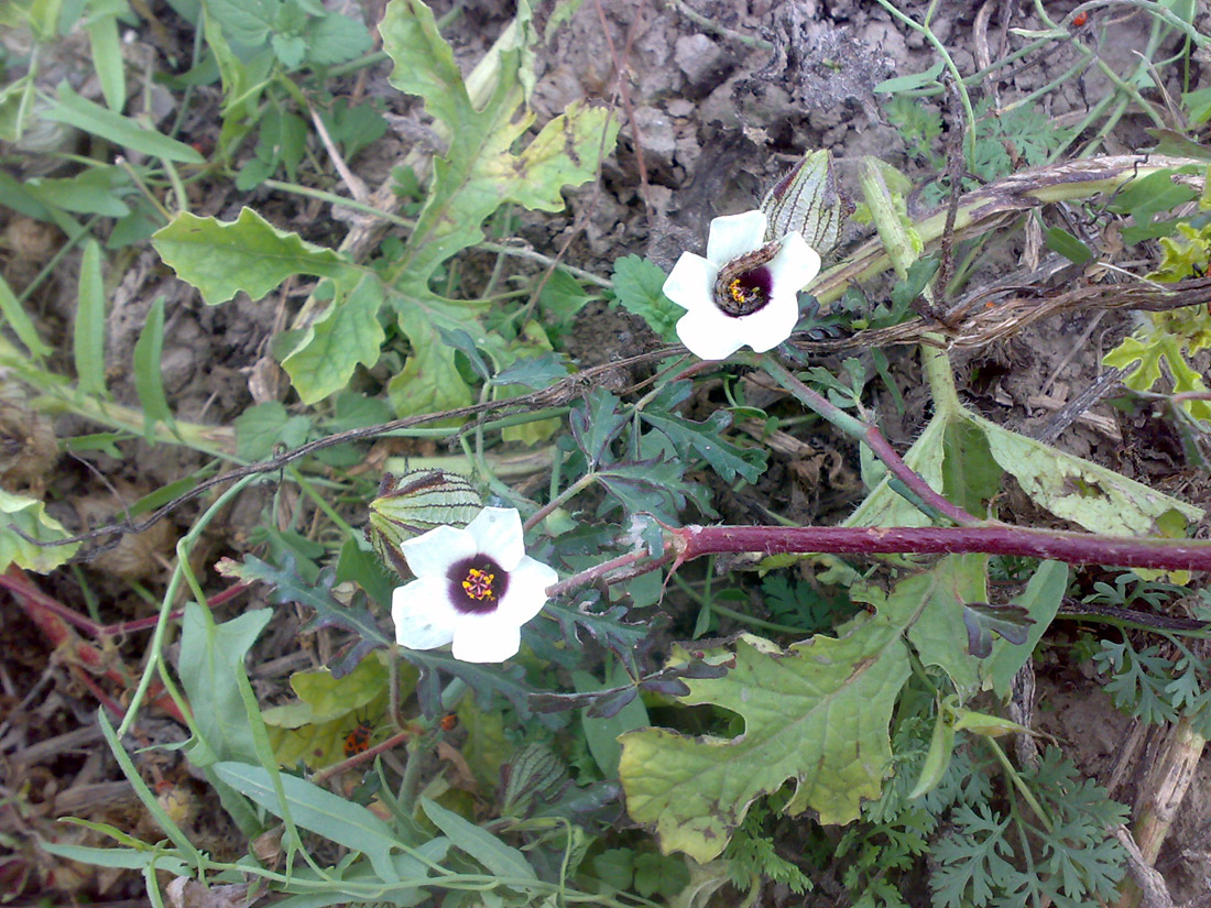 Изображение особи Hibiscus trionum.