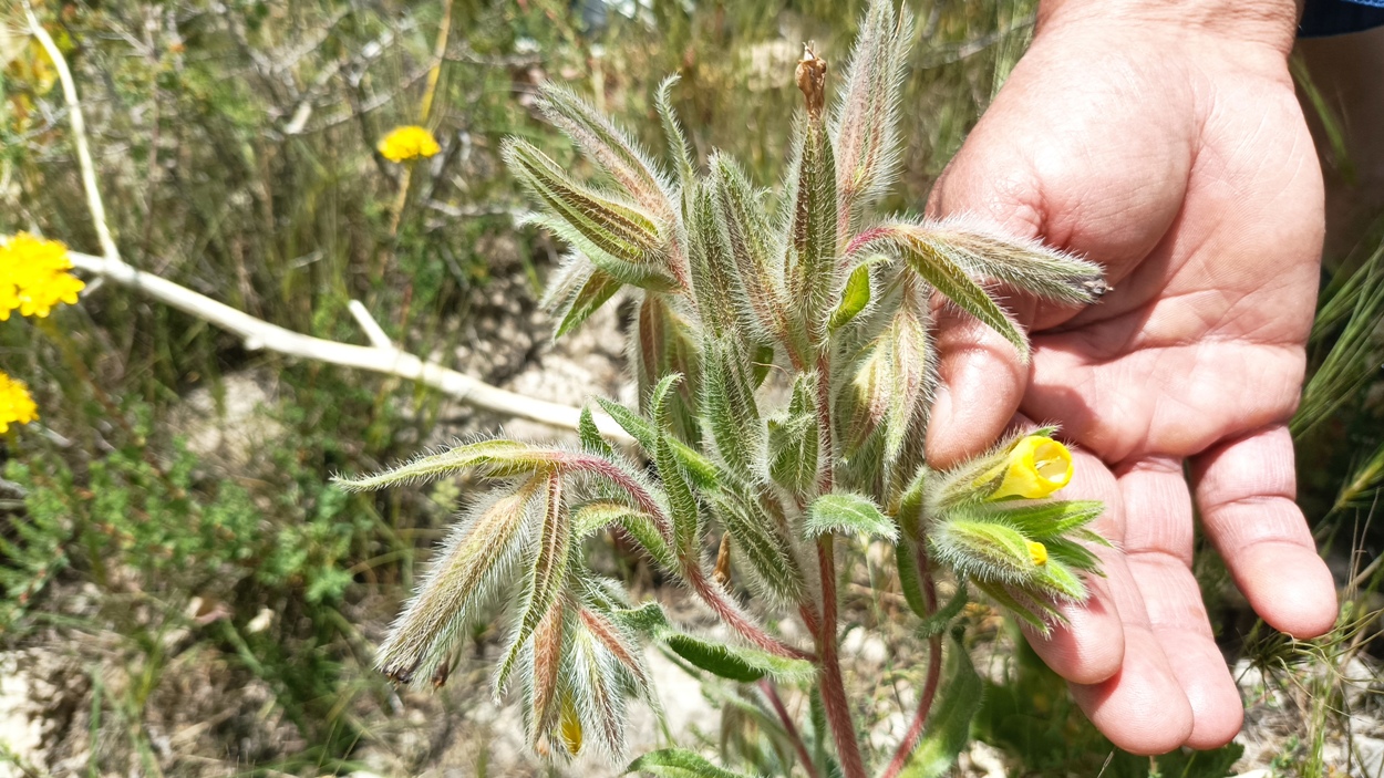 Изображение особи Onosma baldshuanica.