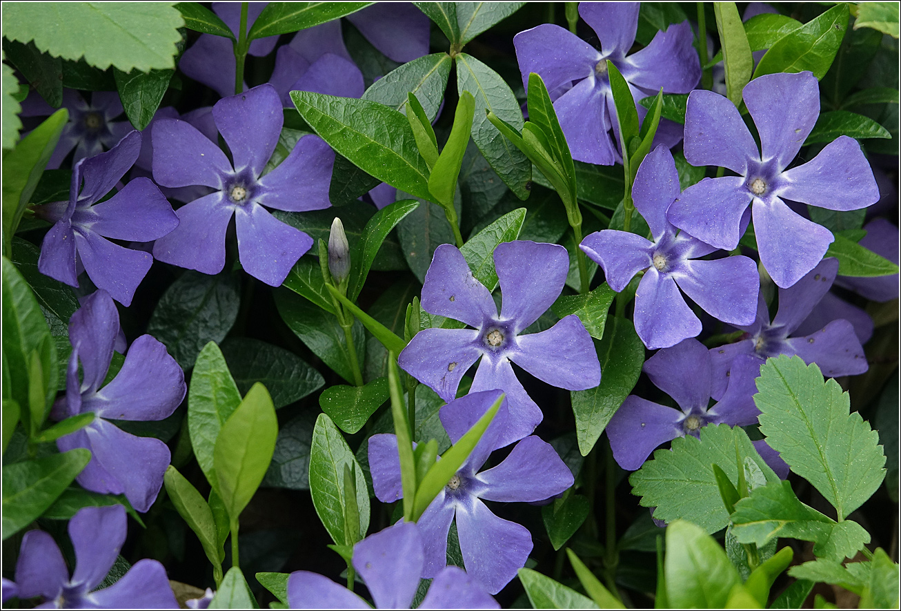 Image of Vinca minor specimen.