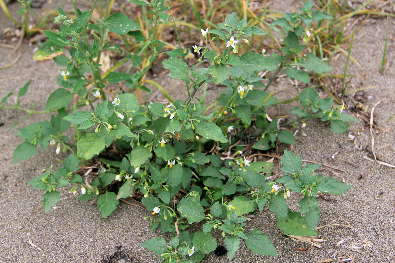 Image of genus Solanum specimen.