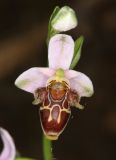 Ophrys oestrifera. Цветок и бутон. Дагестан, Магарамкентский р-н, окр. с. Хтун-Казмаляр, Самурский лес. 7 мая 2022 г.