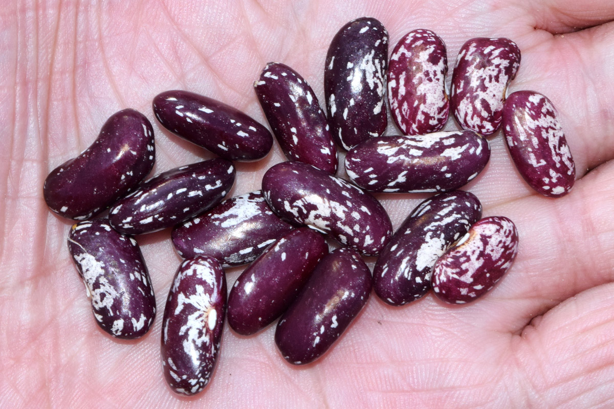 Image of Phaseolus vulgaris specimen.
