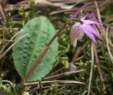 Calypso bulbosa