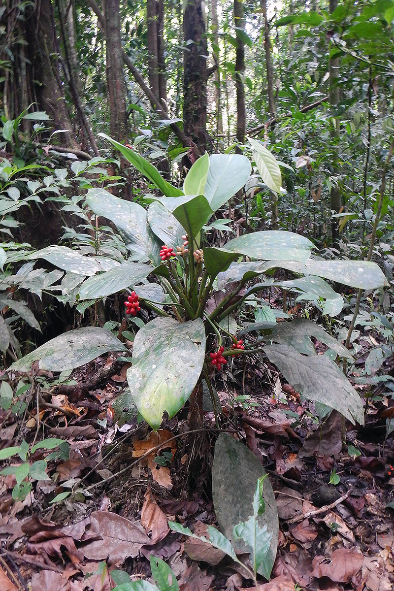 Изображение особи Aglaonema nitidum.