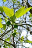 Ficus carica. Побег с молодыми листьями и сикониями. Краснодарский край, Лазаревский р-н, мкр-н Дагомыс, гора Успенка, 130 м н.у.м., обочина дороги. 03.05.2022.